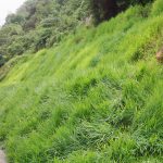 biodegradable-erosion-control-blanket-005l